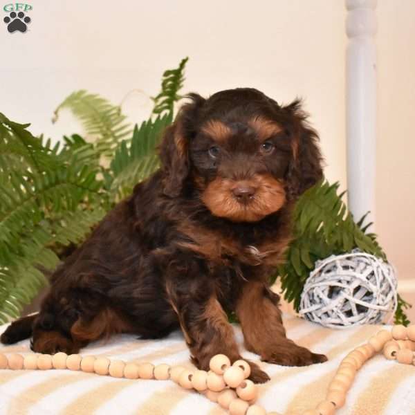 Ranger, Cavapoo Puppy